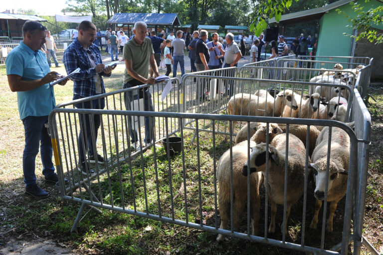 izvor www.kraljevo.rs/ Goran Šljivić