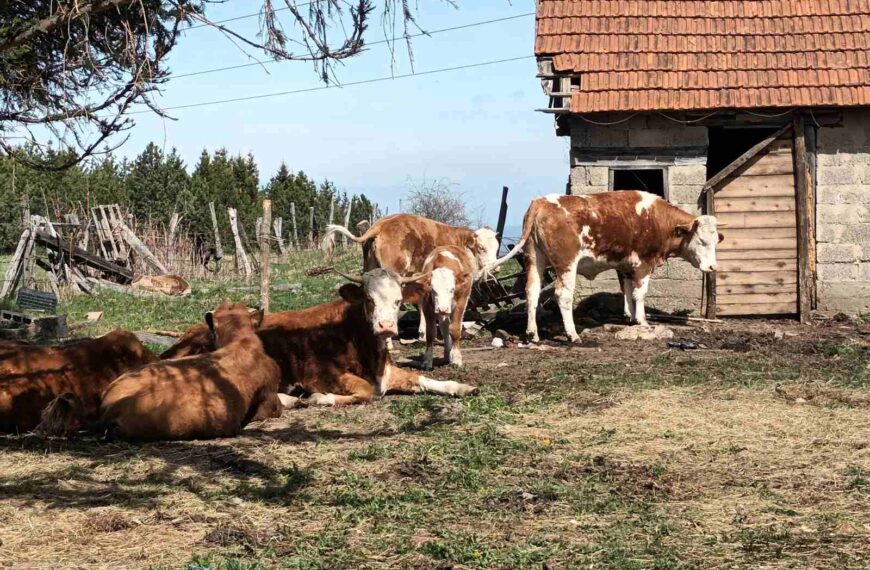 Општина Рашка расписала два јавна позива за пољопривредне произвођаче
