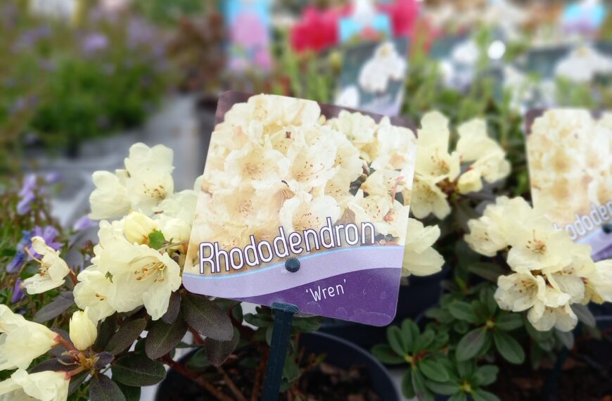 Почео сајам цвећа у Краљеву: плато код атлетског стадиона у знаку пролећа