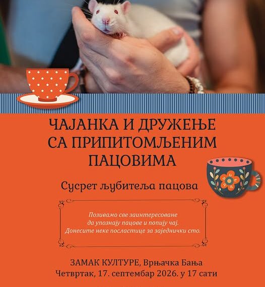 Чајанка какву не виђамо сваки дан: Припитомљени пацови стижу у Замак културе у Врњачкој Бањи